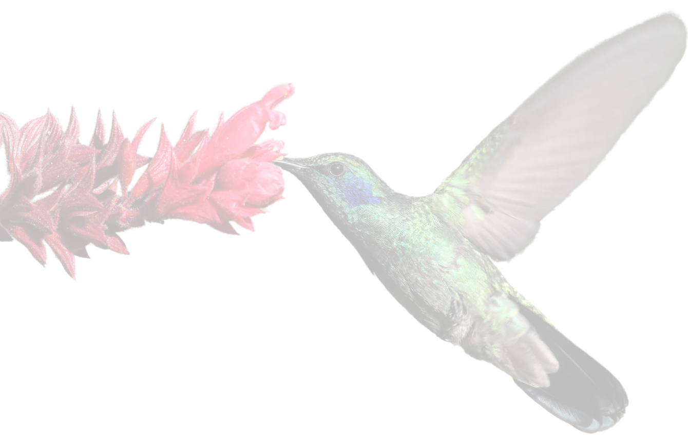 Een afbeelding van een kolibri